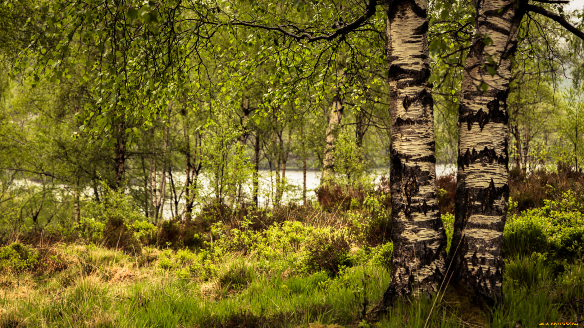 природа, реки, озера, река, лес