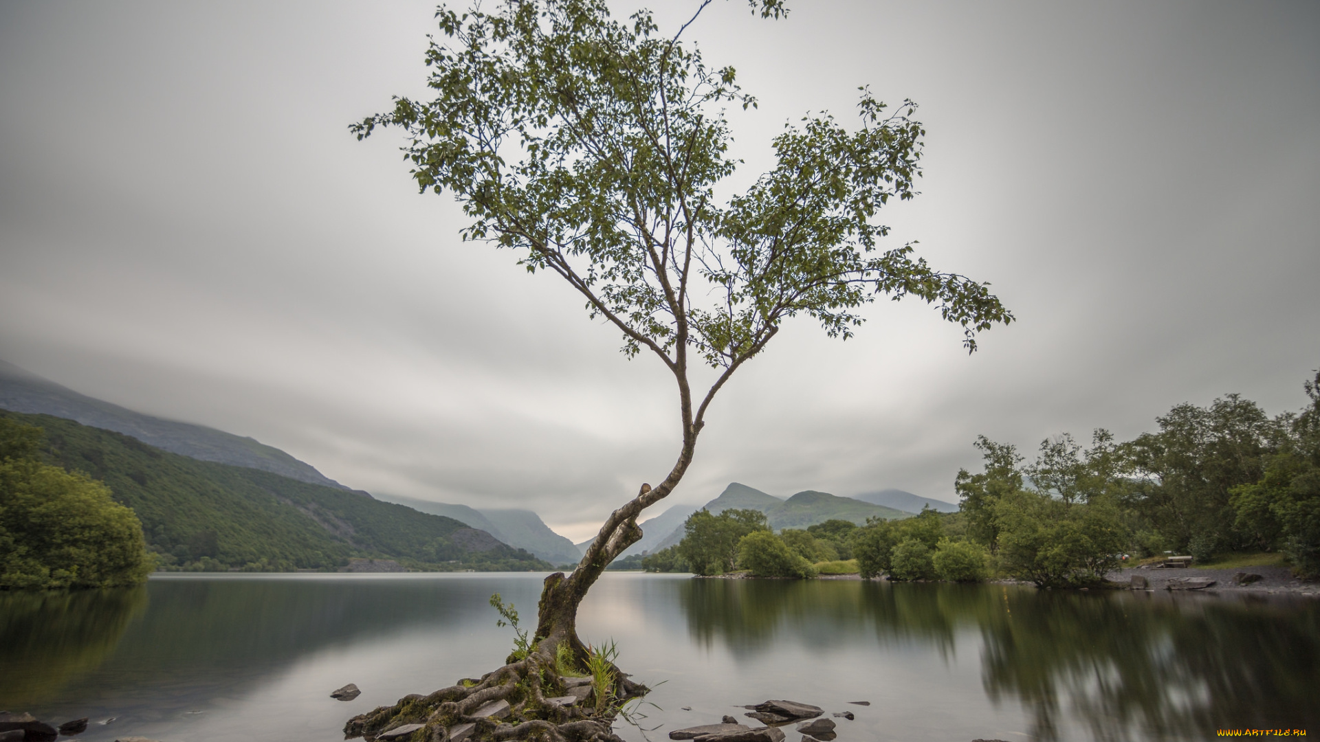 природа, реки, озера, река, лес