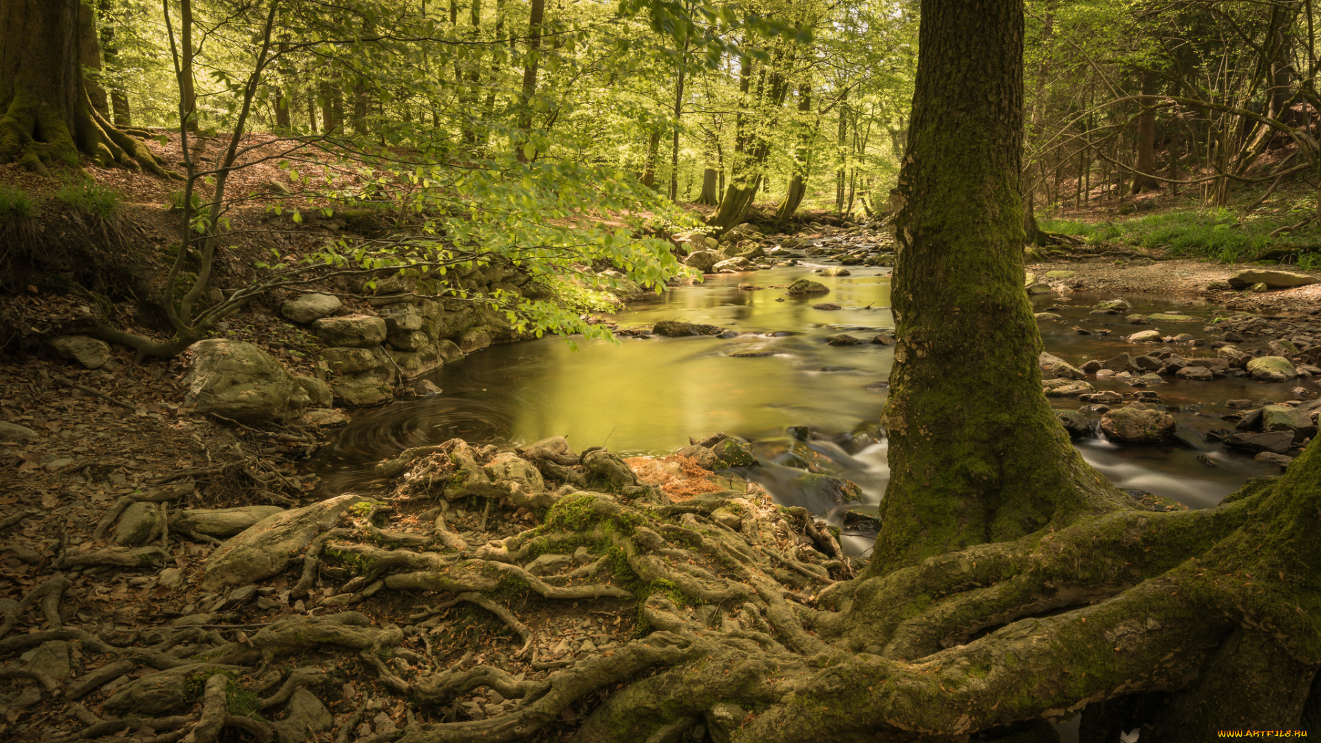 природа, реки, озера, река, лес