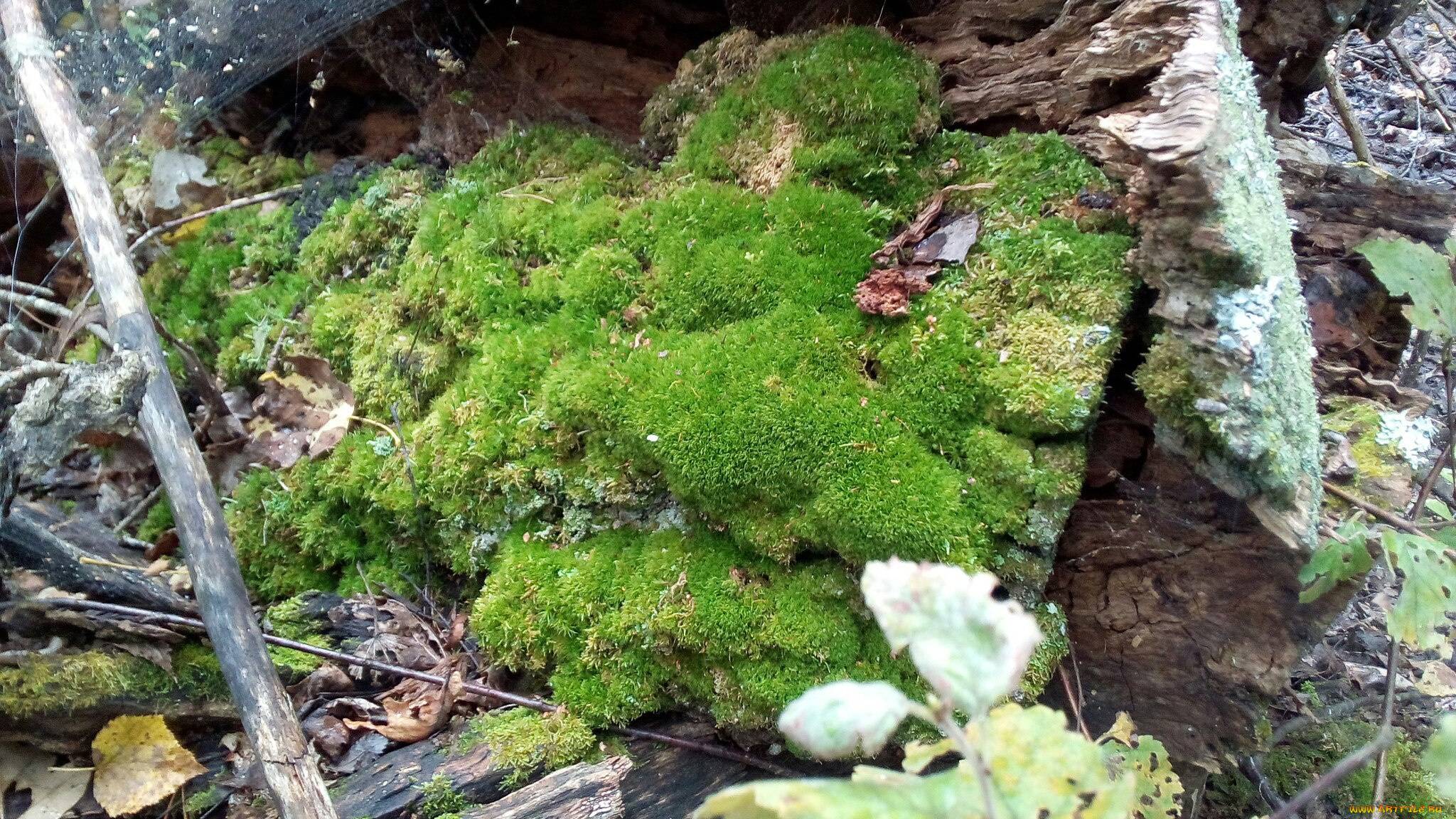 мох, природа, макро, лес, дерево, зеленый