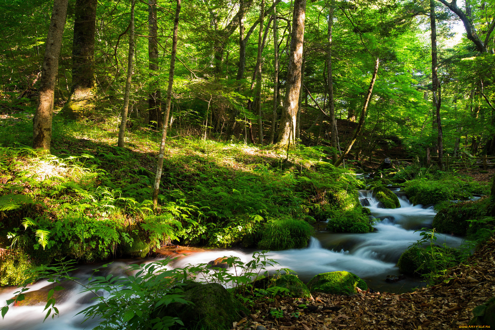 природа, реки, озера, лес, река