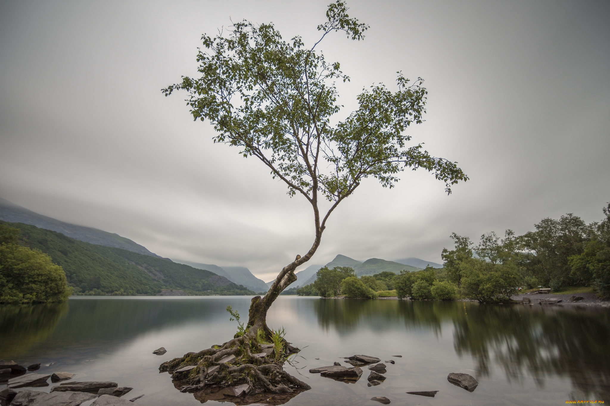 природа, реки, озера, река, лес