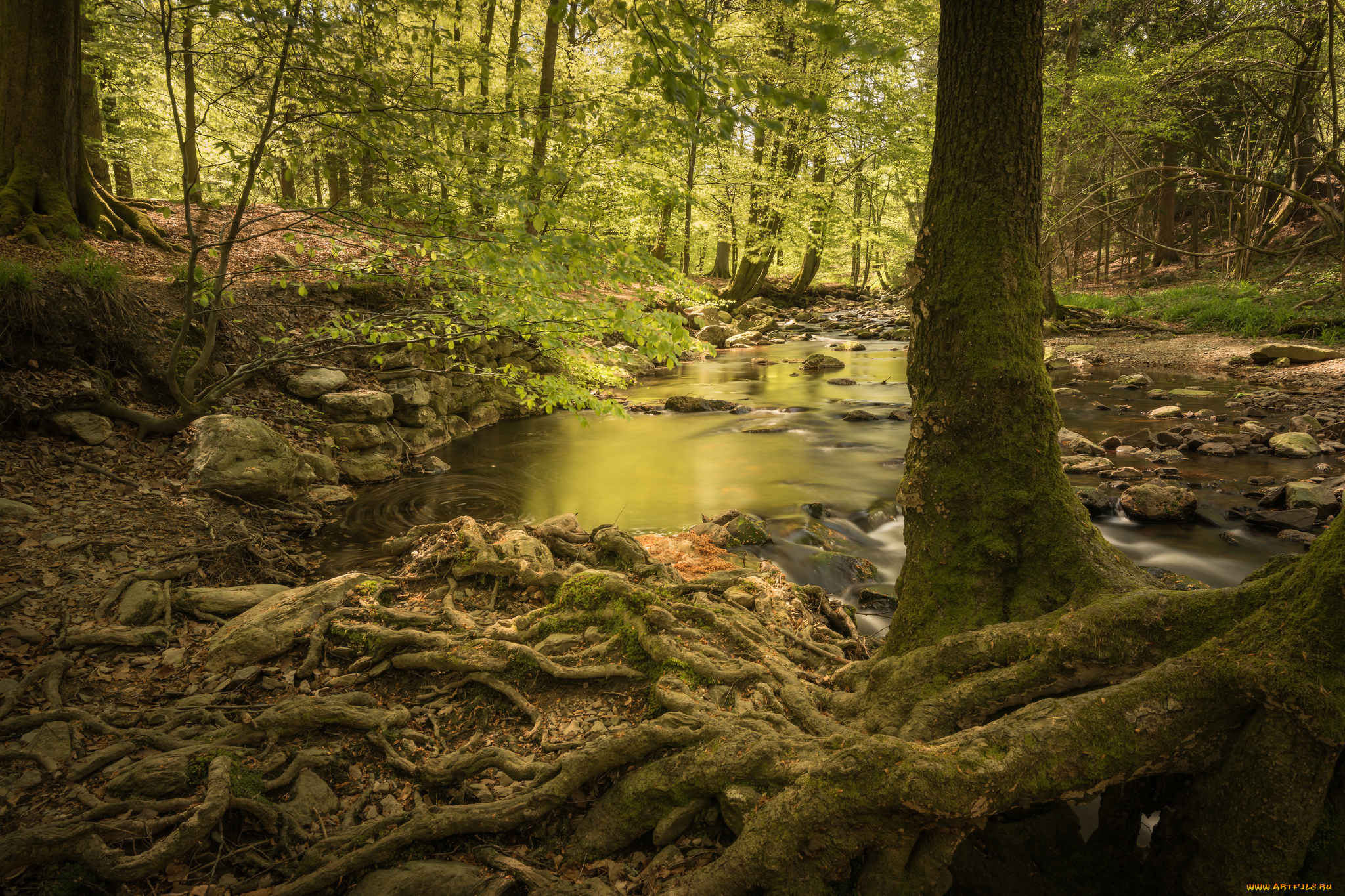 природа, реки, озера, река, лес