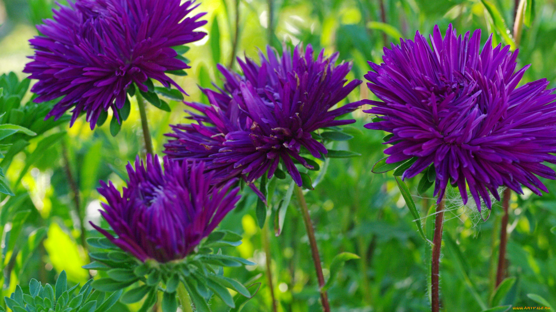 цветы, астры, август, дача, красота, однолетники, природа, растения, флора