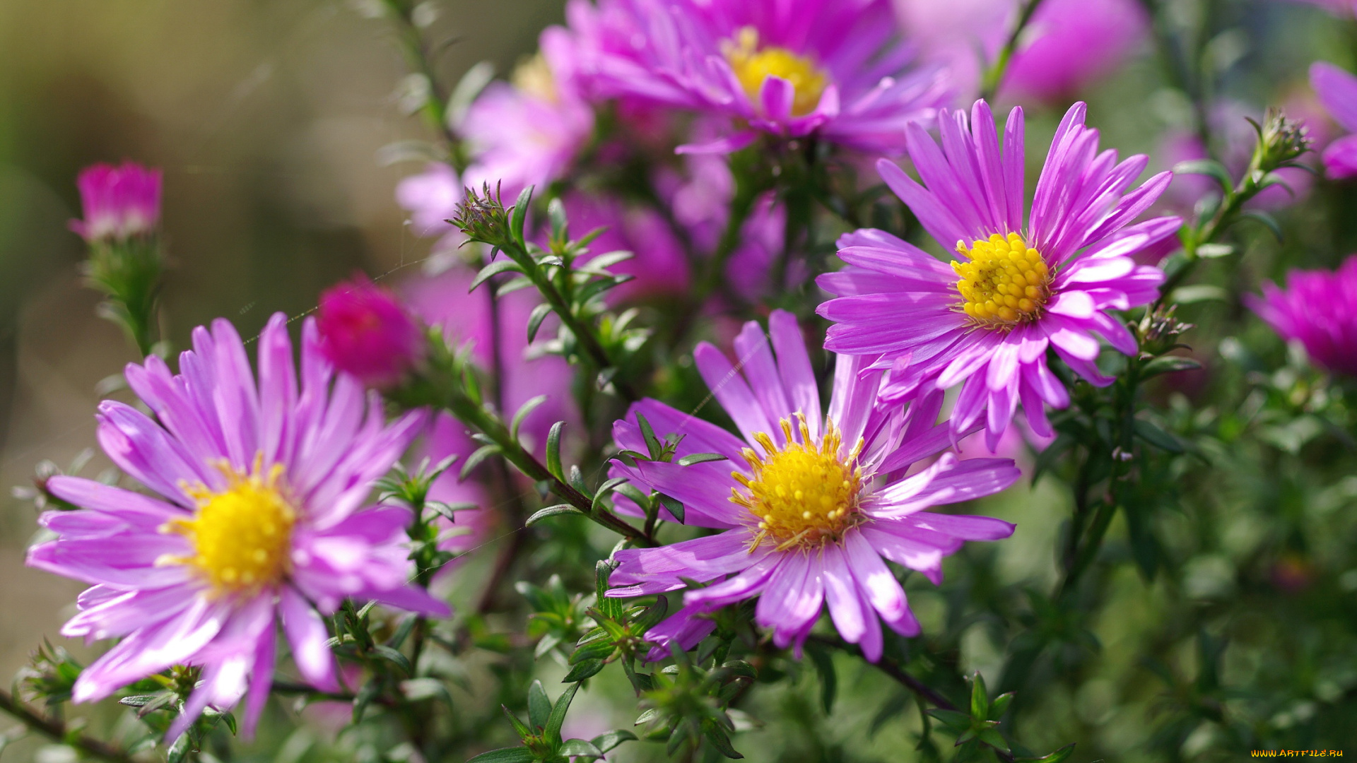 цветы, астры, октябрь, астра, кустовая, многолетники, красота, осень, макро, дача, флора, розовый, цвет, природа, растения