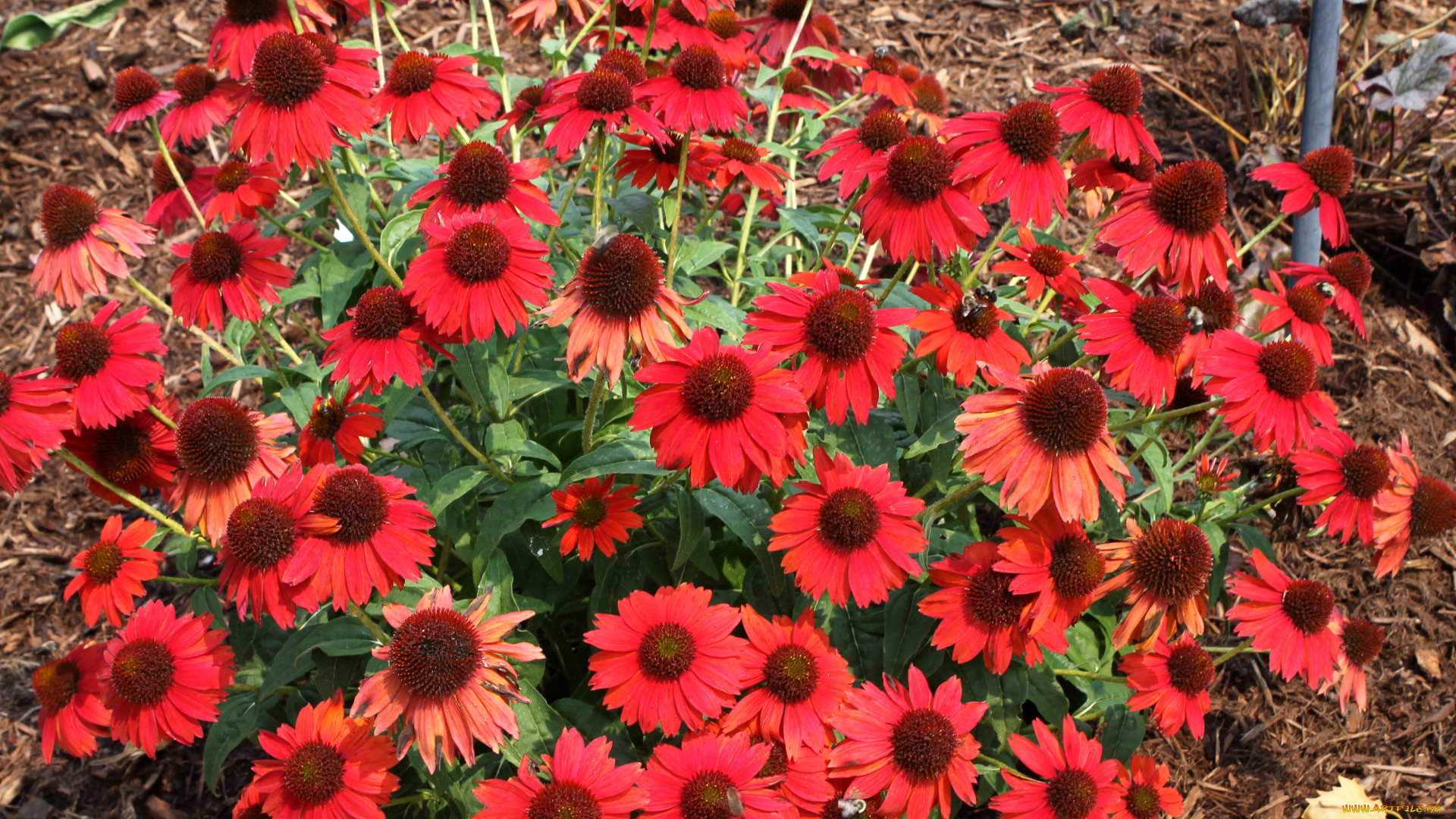 цветы, эхинацея