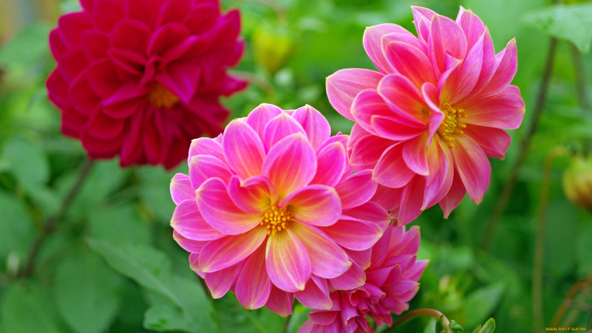 цветы, георгины, красота, осень, позитив, природа, растения, сентябрь, флора