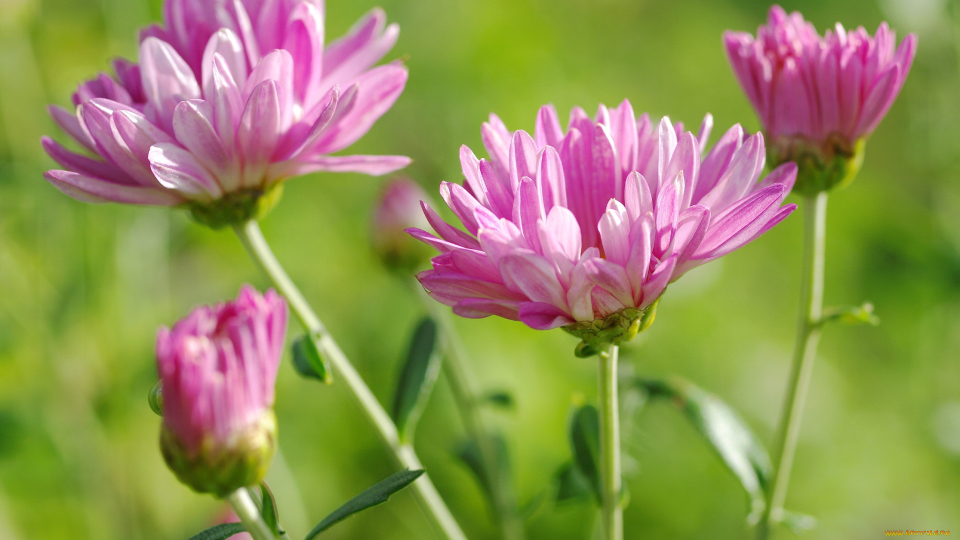 цветы, хризантемы, дача, красота, многолетники, природа, растения, розовый, цвет, флора