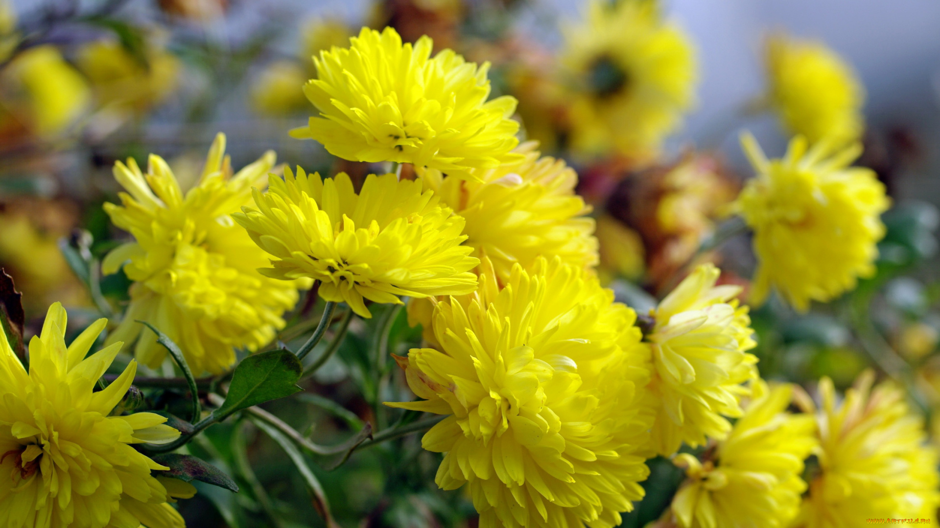 цветы, хризантемы, красота, многолетники, природа, дача, жёлтый, цвет, октябрь, осень, флора, растения