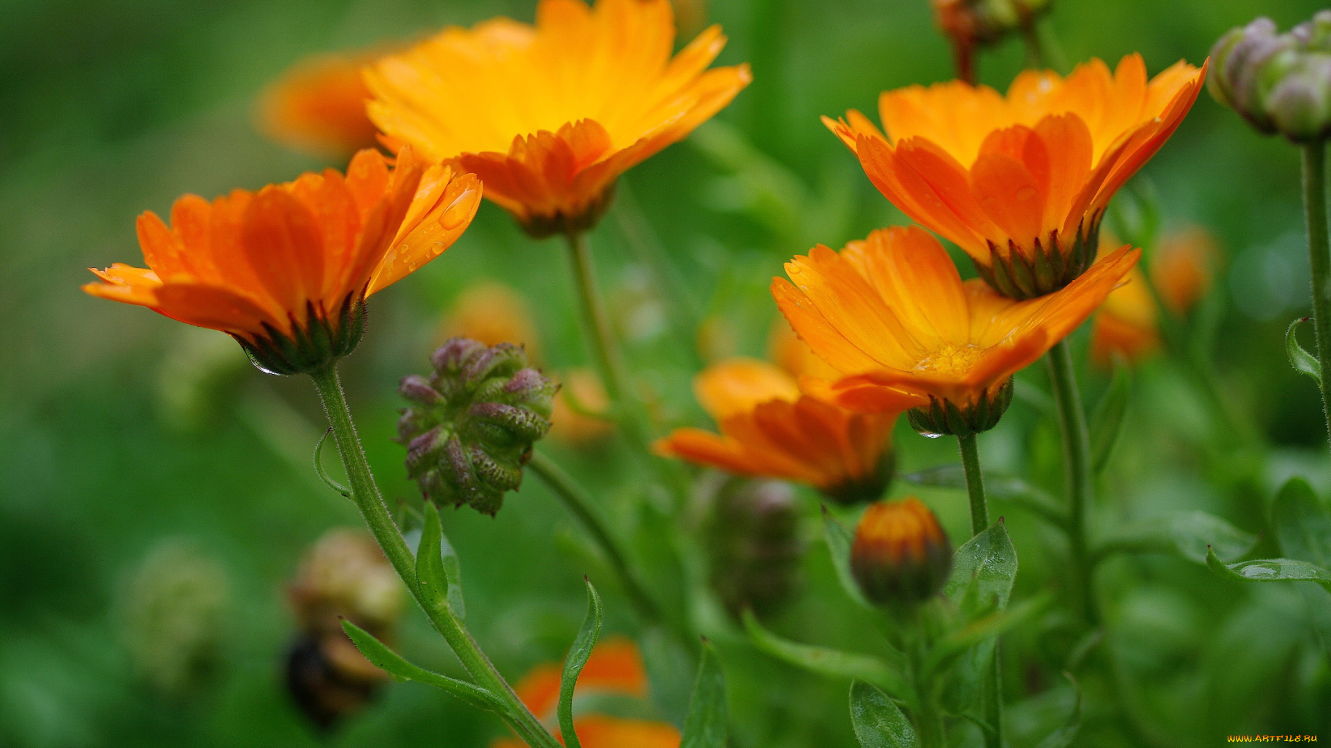 цветы, календула, однолетники, красота, природа, осень, октябрь, флора, растения