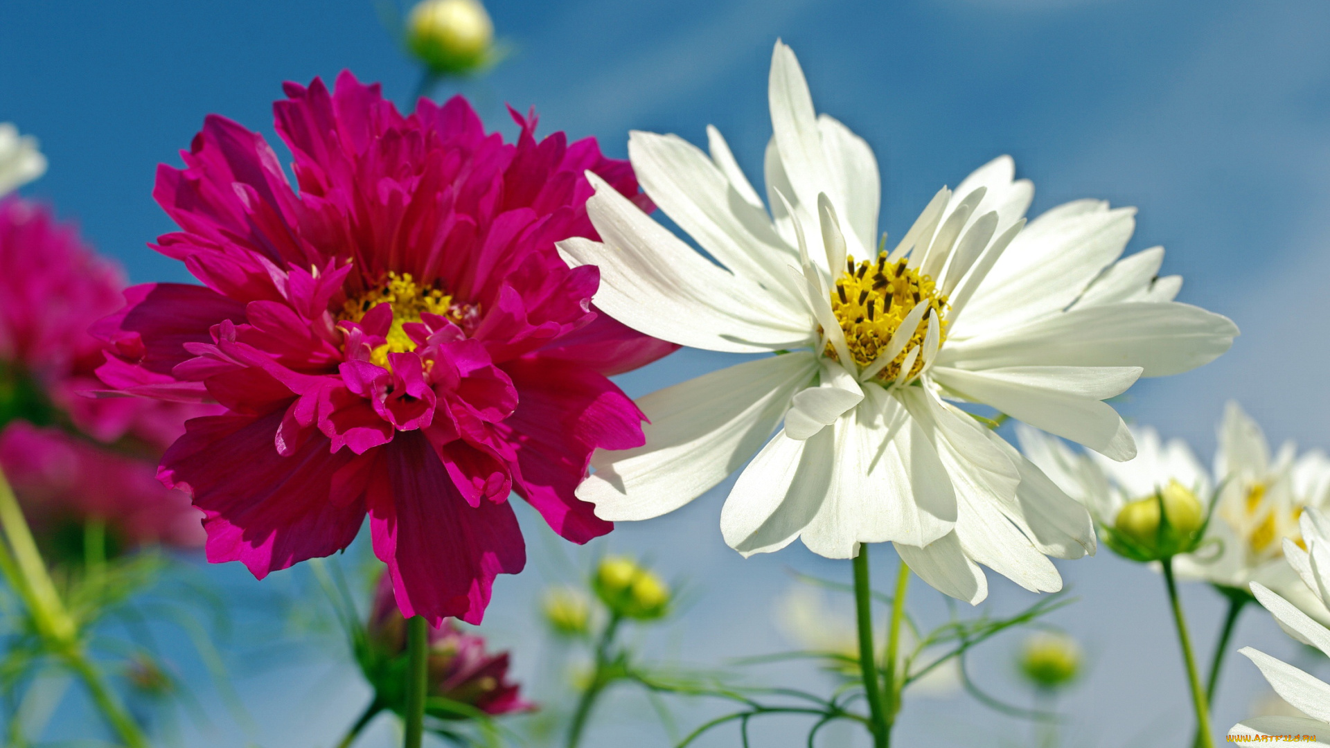 цветы, космея, растения, флора, природа, небо, однолетники, дача, красота