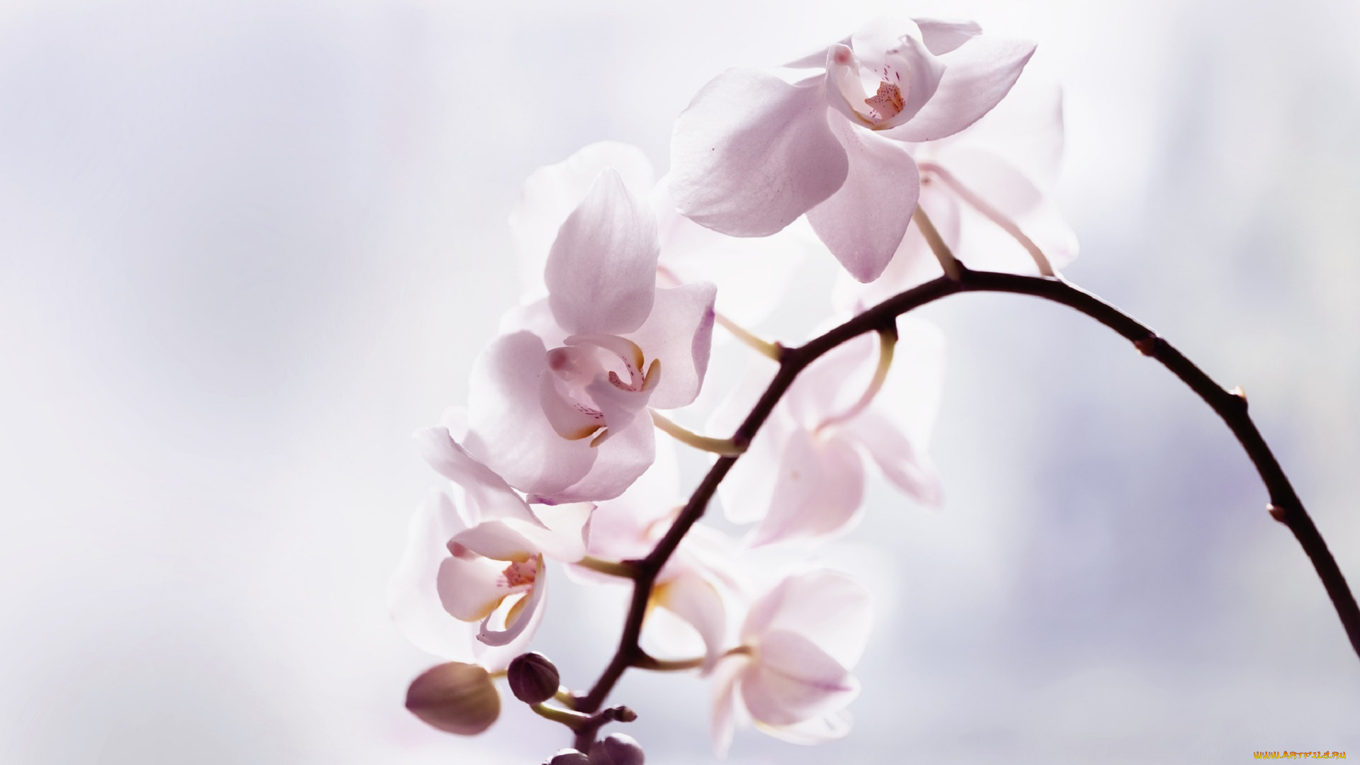 цветы, орхидеи, flowers, flowering, orchids, цветение