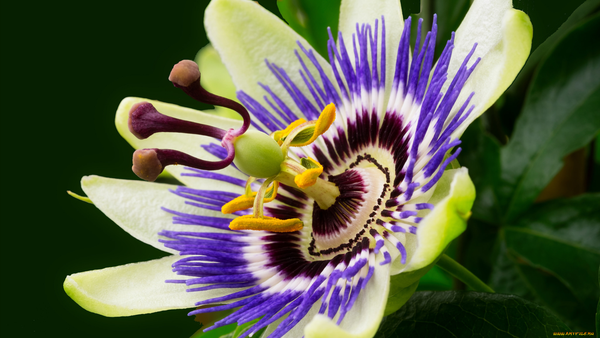 цветы, пассифлора, страстоцвет, макро, лепестки