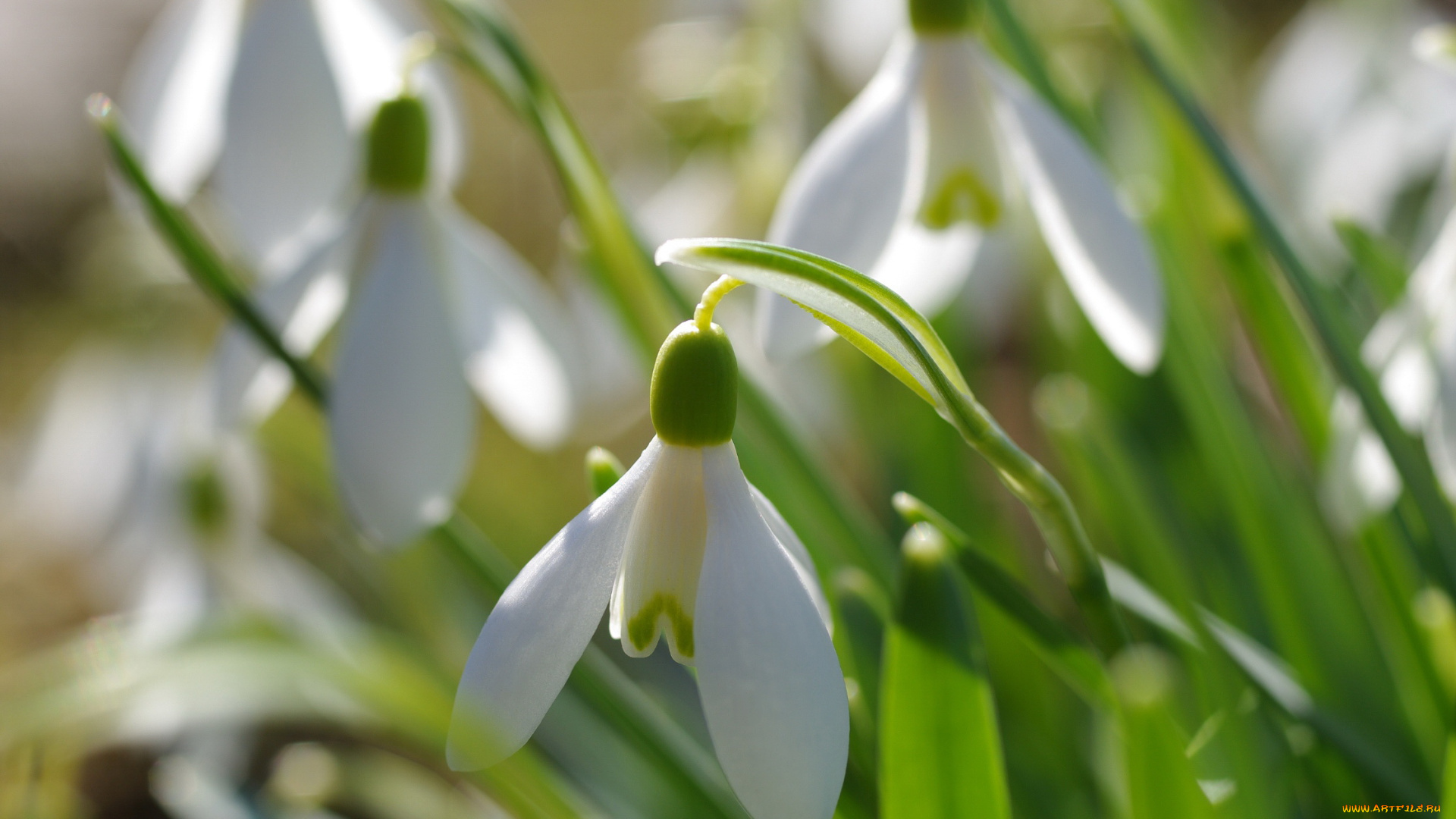 цветы, подснежники, , белоцветники, , пролески, флора, растения, природа, первоцветы, весна, белоснежность, макро, нежность, луковичные, галантус, дача, апрель