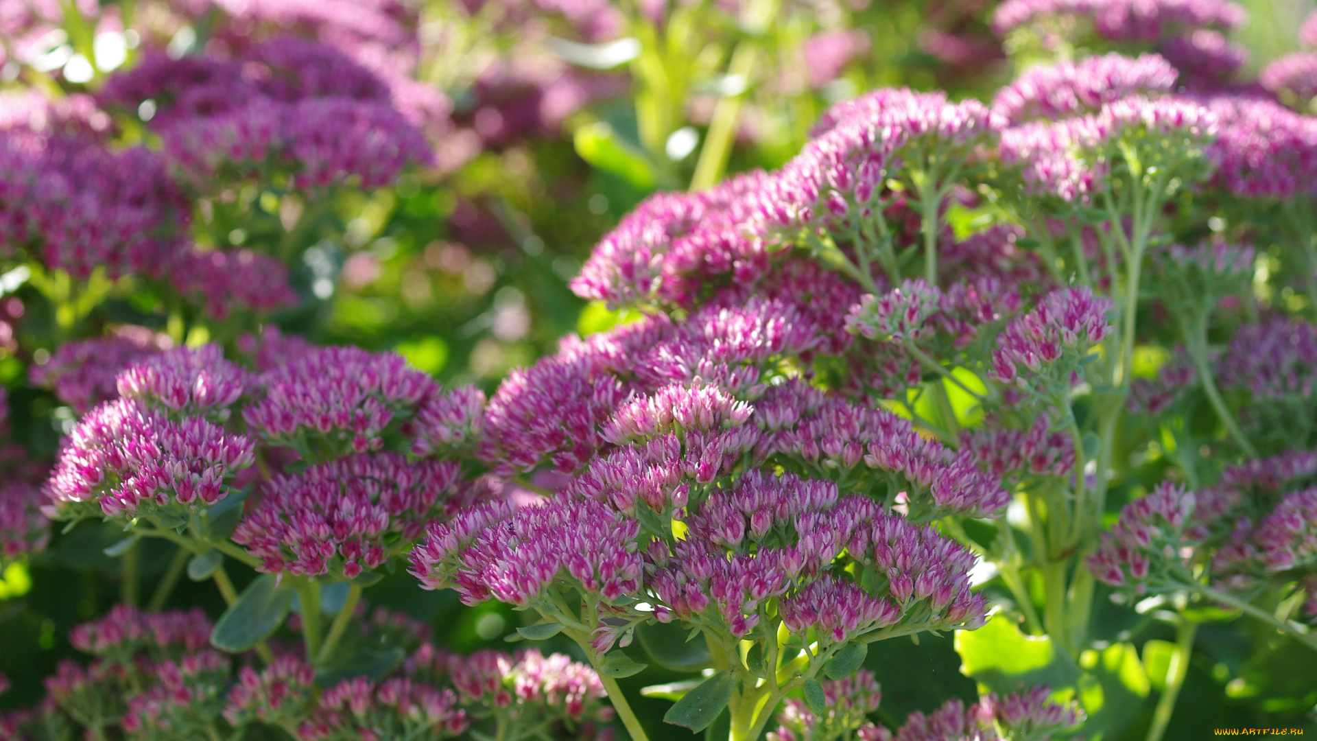 цветы, растения, природа, очиток, осень, октябрь, флора, многолетники, макро, красота, дача