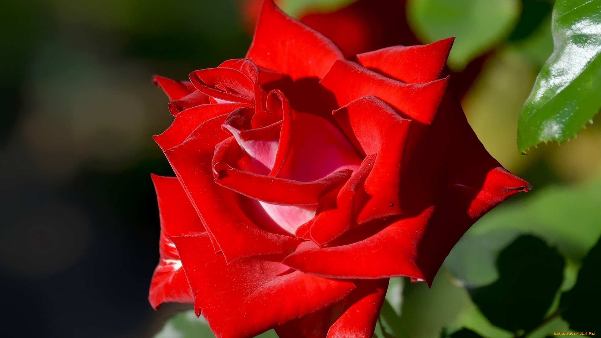 цветы, розы, хобби, фото, роза