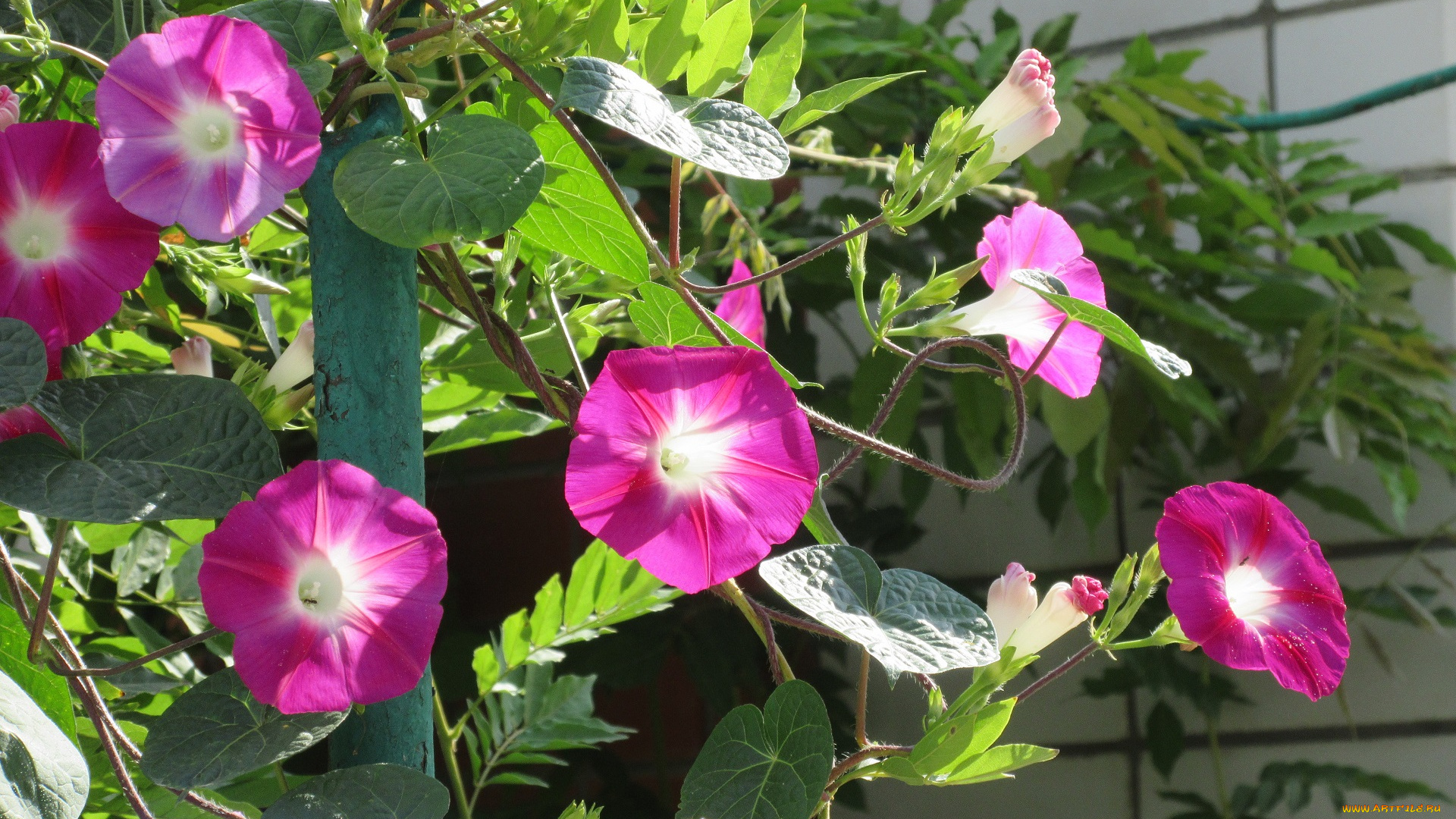 цветы, вьюнки, , ипомеи, розовые