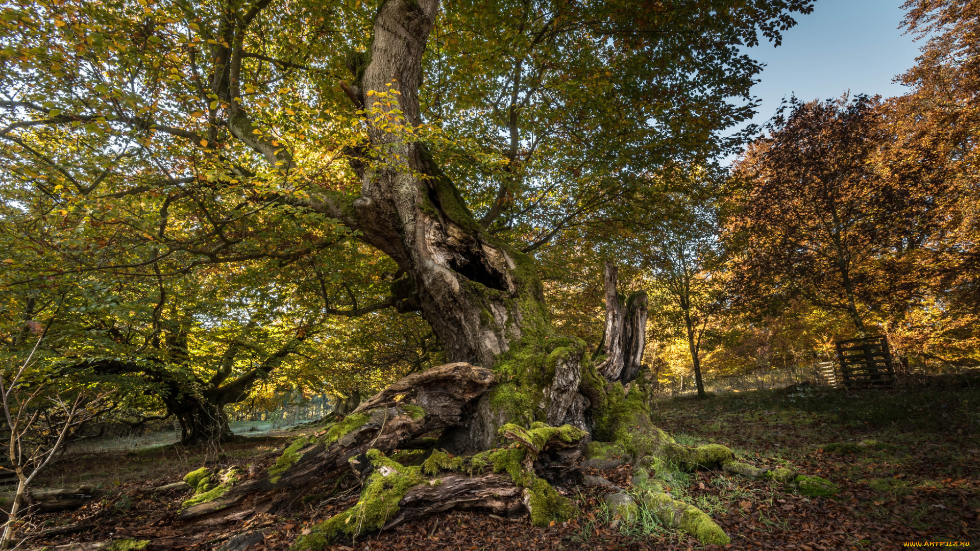 природа, деревья, простор