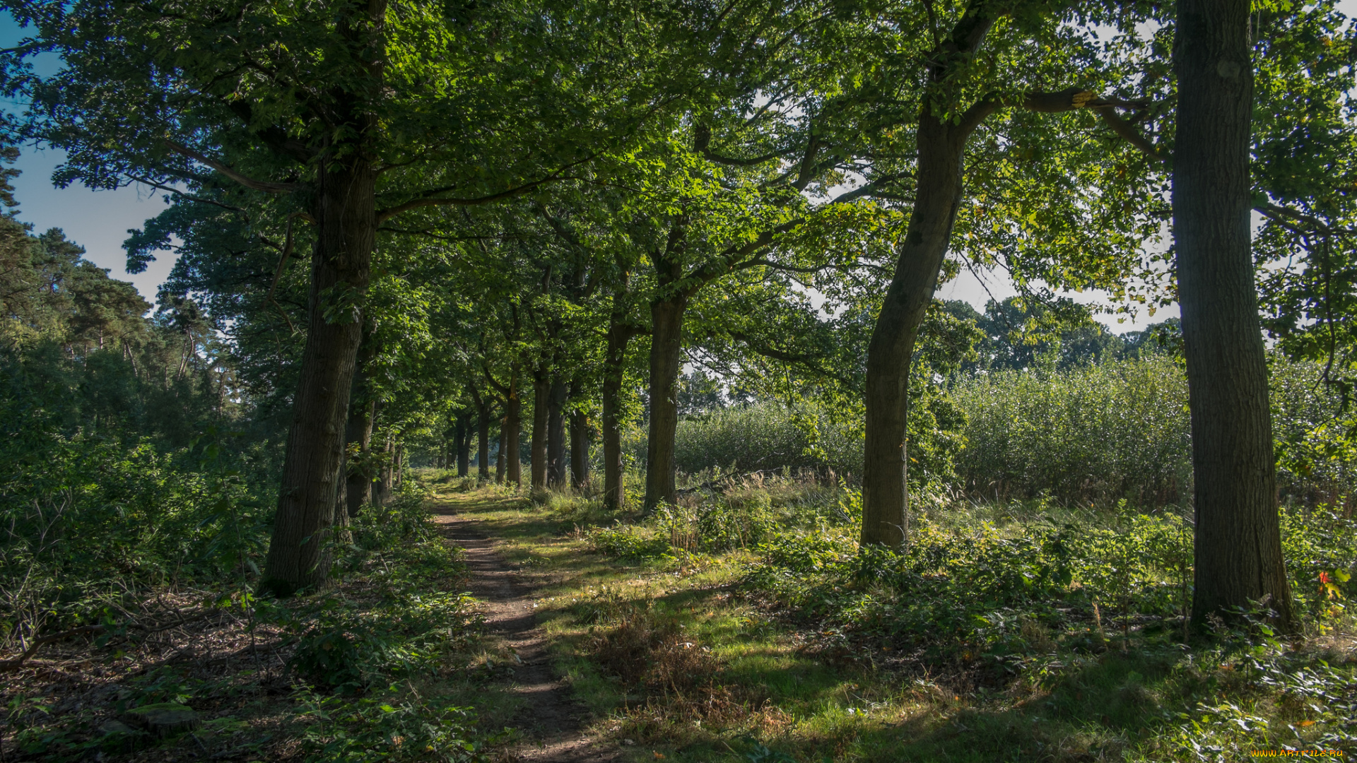 природа, дороги, простор