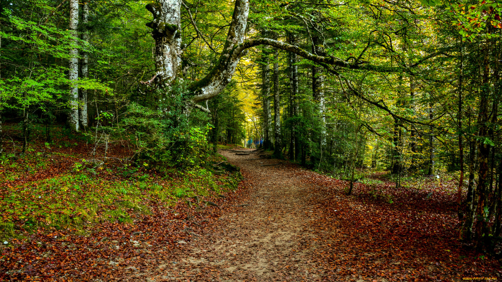 природа, дороги, простор