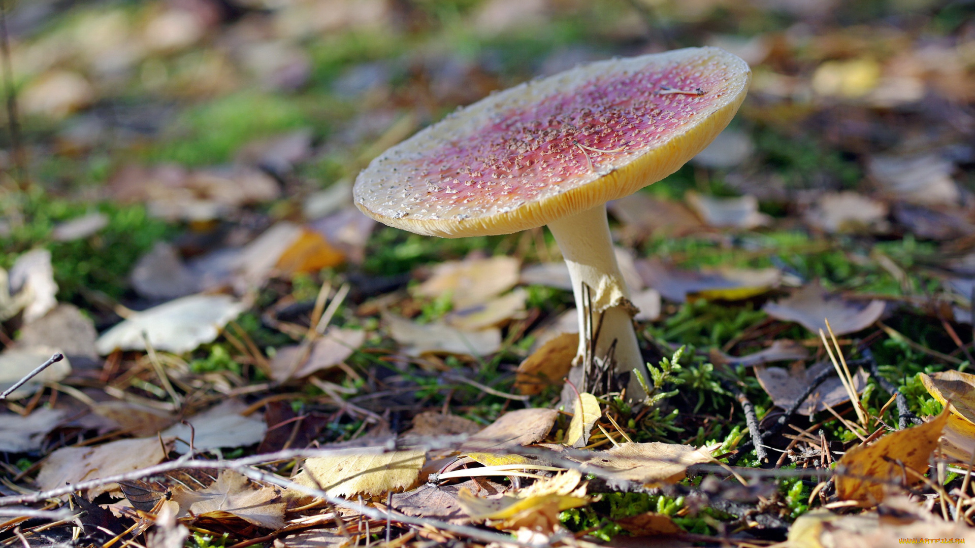 природа, грибы, , мухомор, осень, октябрь, мох, прогулка, растения, несъедобные, мухомор, лес