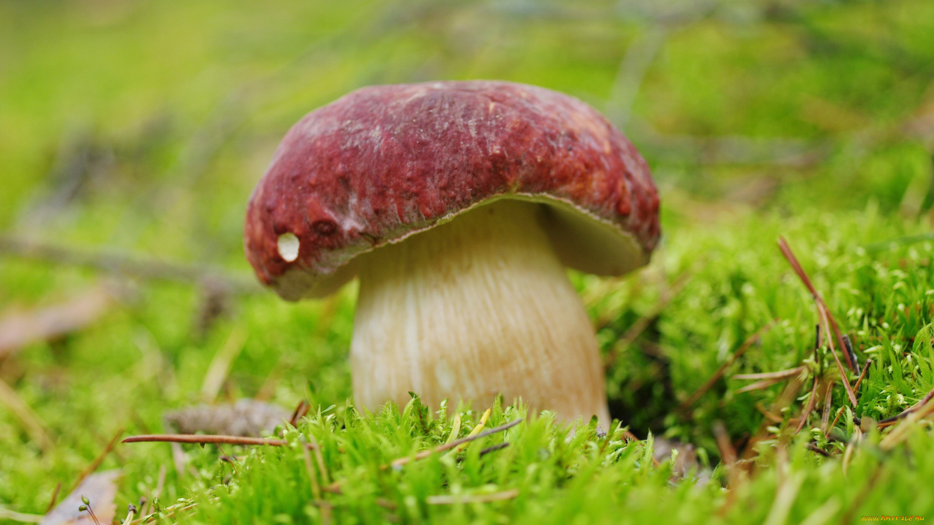 природа, грибы, белый, гриб, лес, мох, позитив, сентябрь, съедобные, трофеи