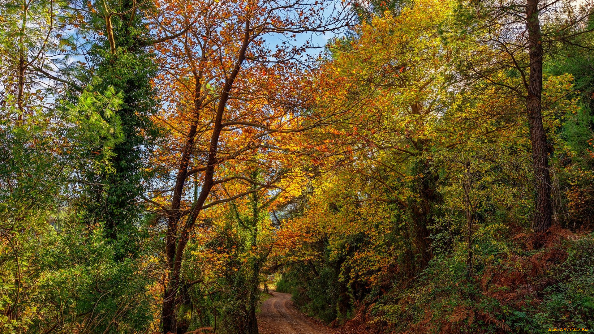 природа, лес, простор