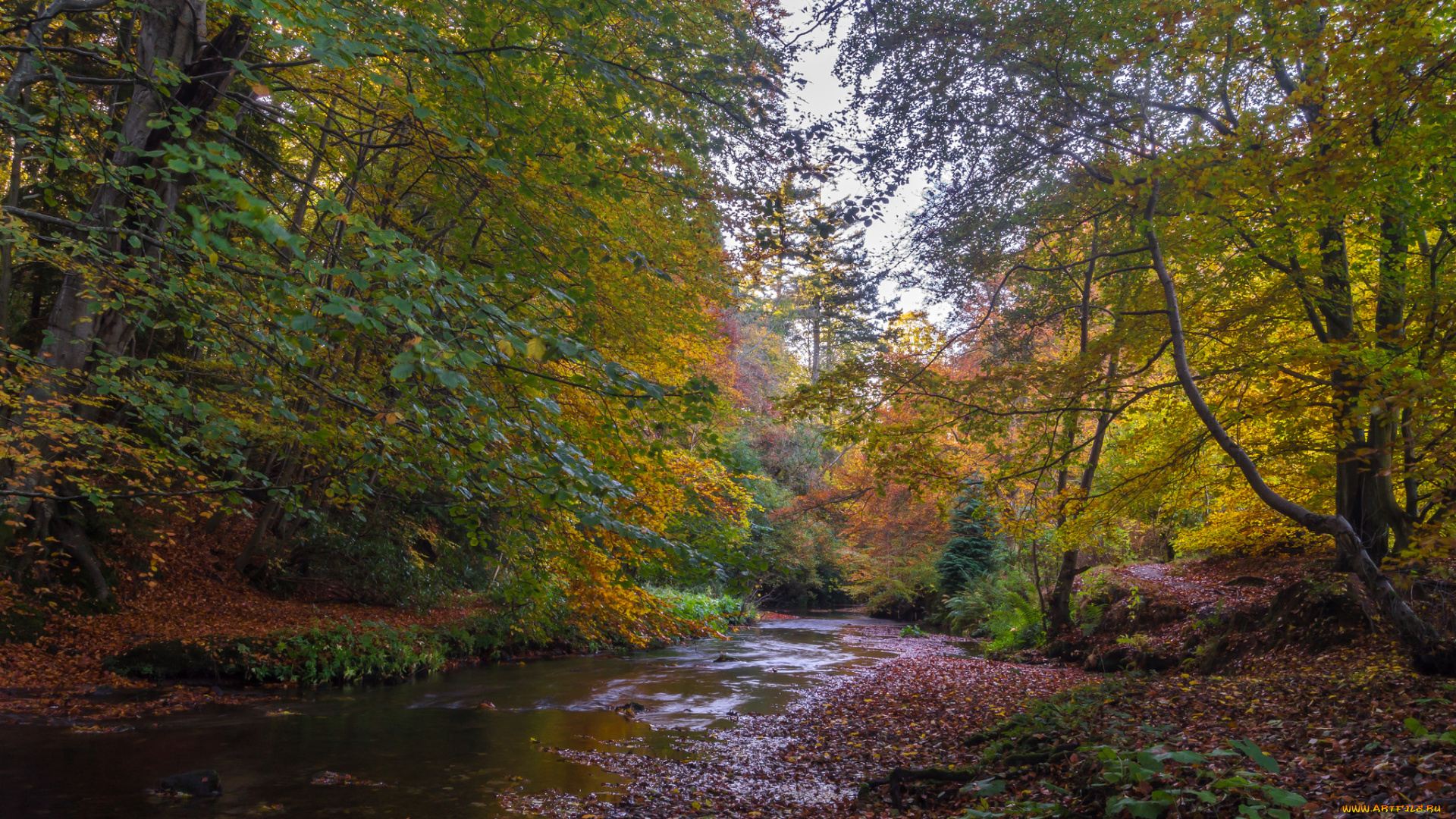 природа, лес, простор