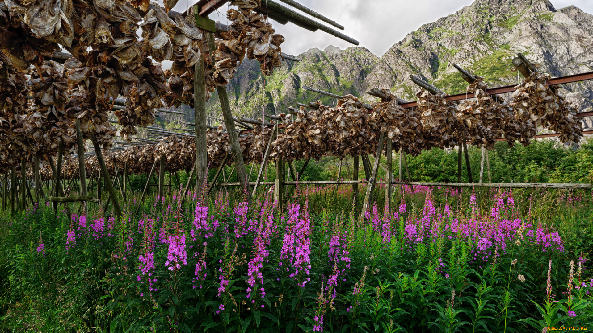 природа, луга, простор