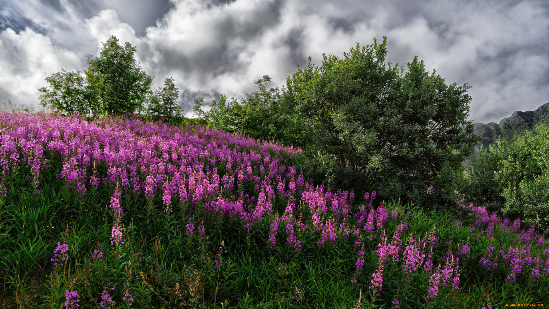 природа, луга, простор