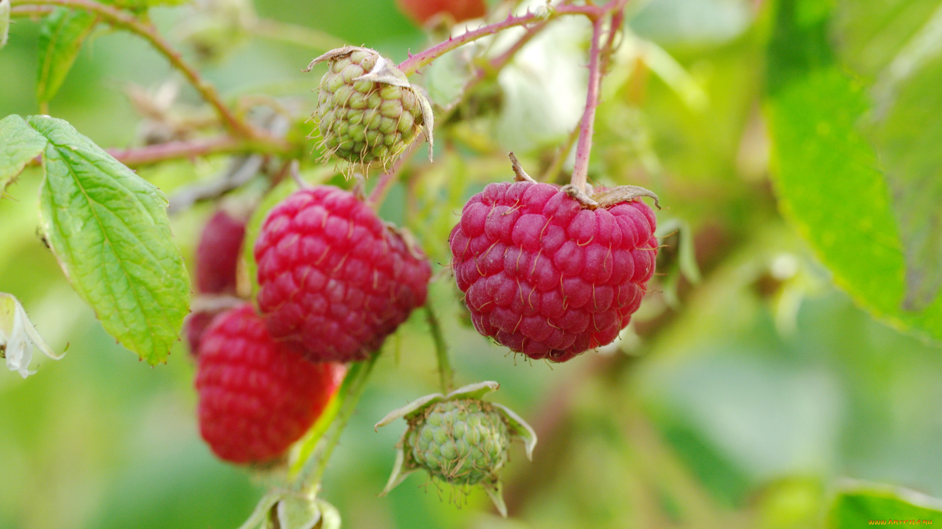 природа, Ягоды, красота, дача, позитив, октябрь, услада, ягоды, осень, малина, сладко, урожай, лакомство, десерт