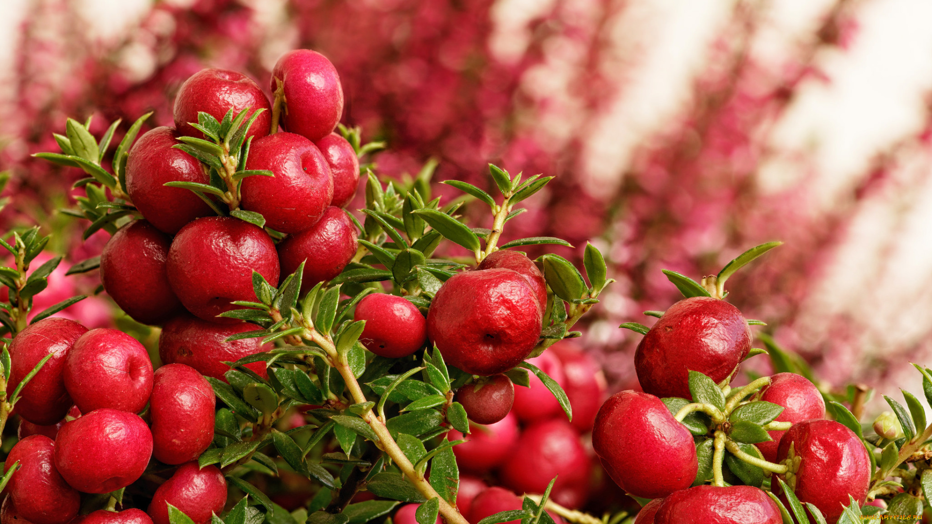 природа, Ягоды, простор