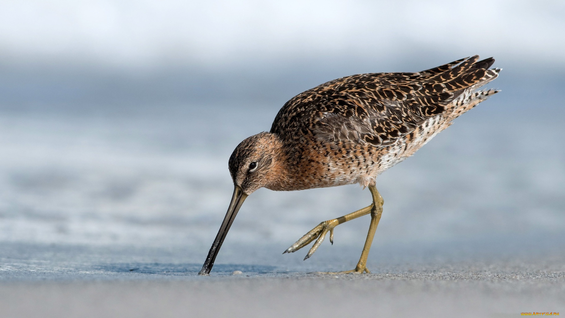 веретенник, животные, вальдшнепы, , кроншнепы, , бекасы, клюв, птица, берег, кулик