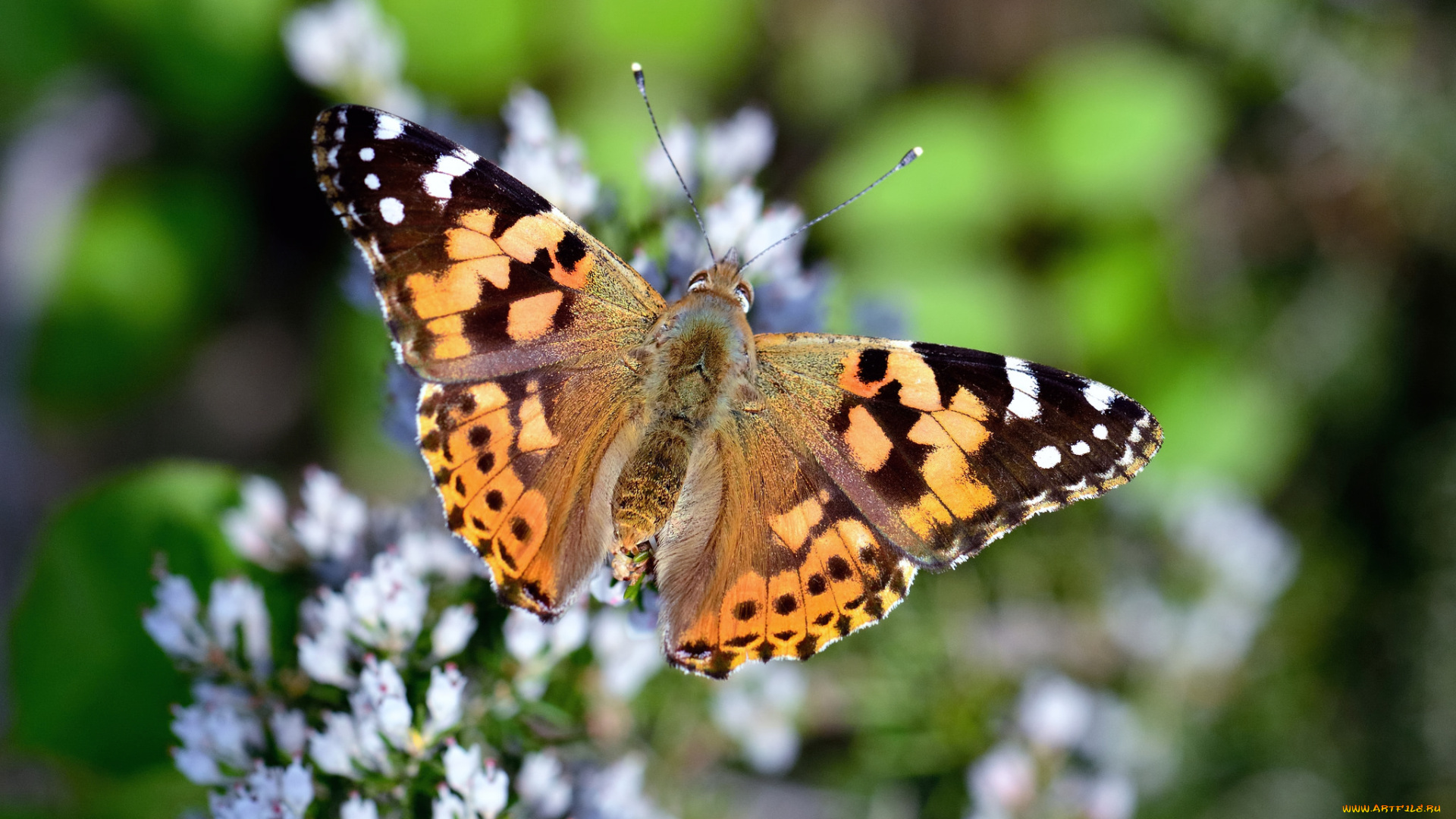 животные, бабочки, , мотыльки, , моли, бабочка