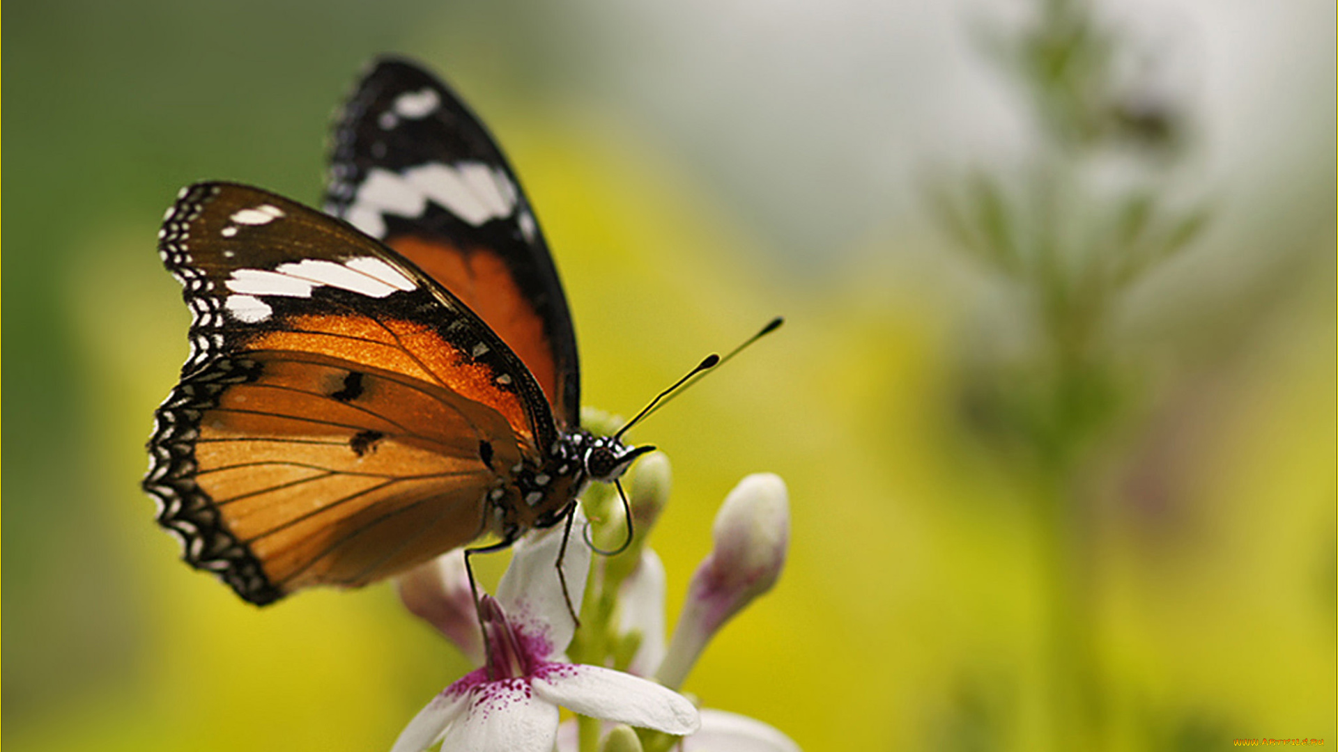 животные, бабочки, , мотыльки, , моли, бабочка