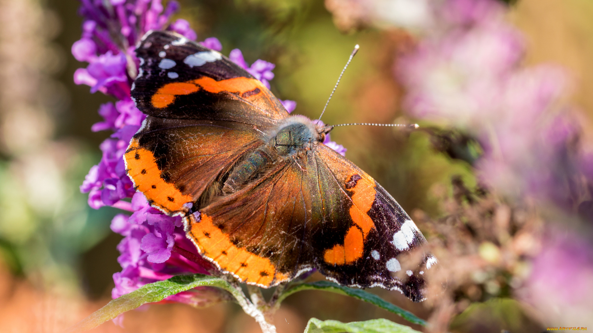 животные, бабочки, , мотыльки, , моли, бабочка