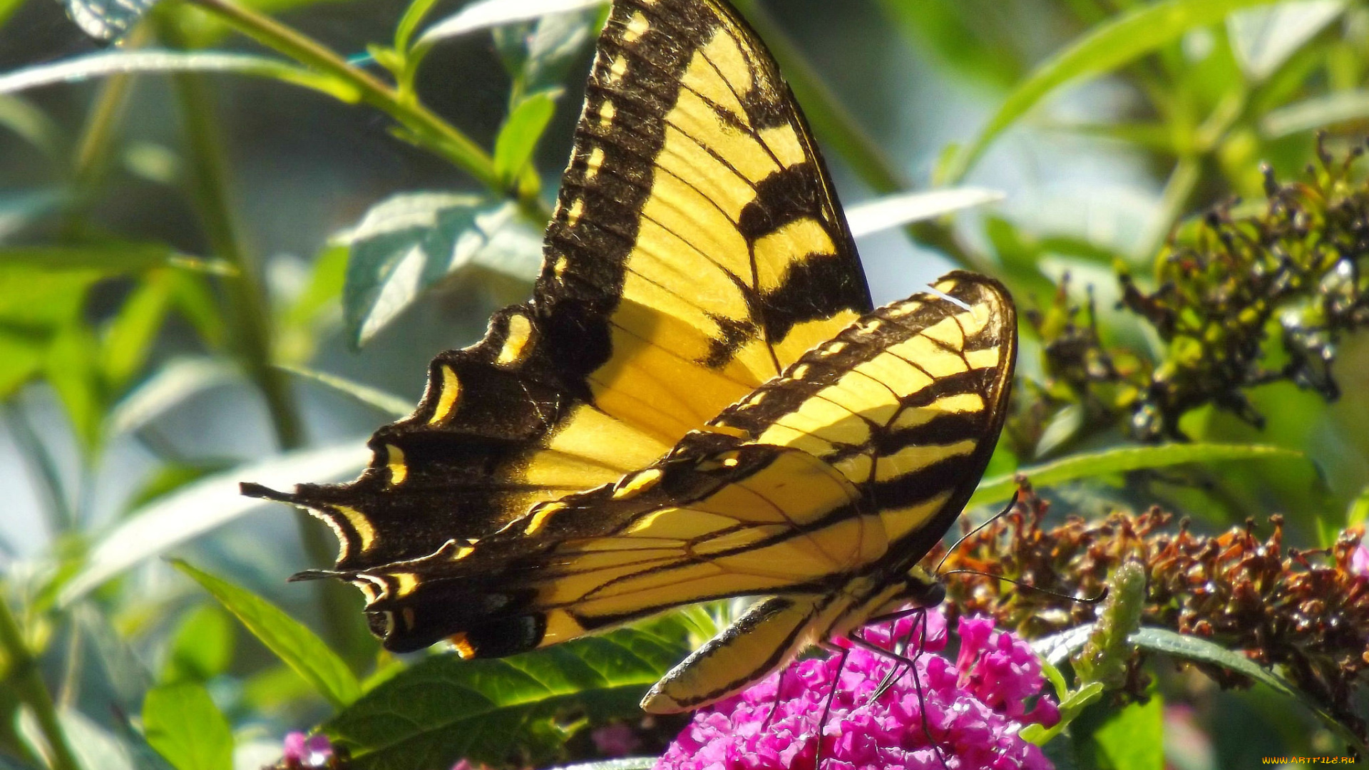 животные, бабочки, , мотыльки, , моли, бабочка