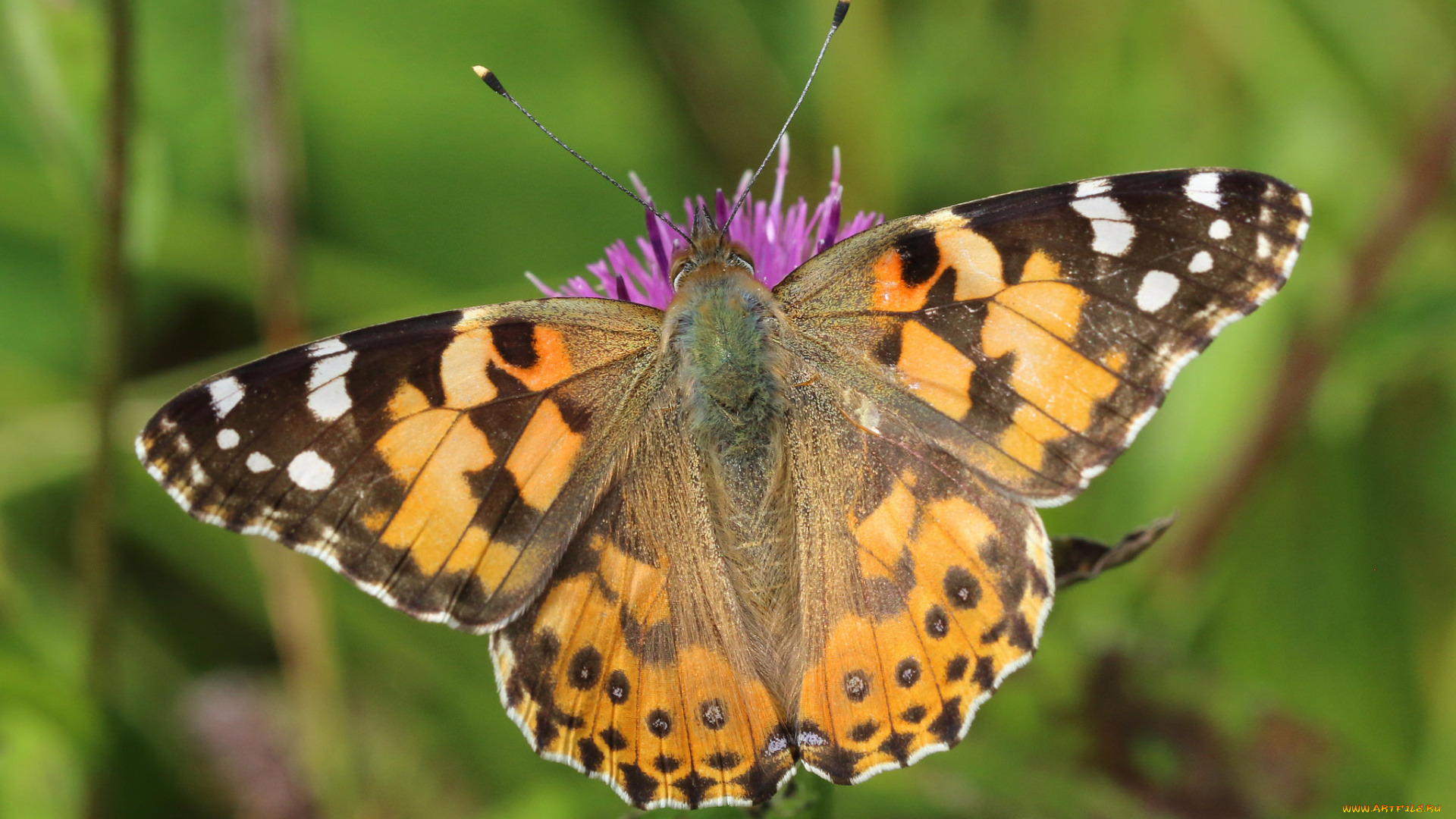 животные, бабочки, , мотыльки, , моли, бабочка