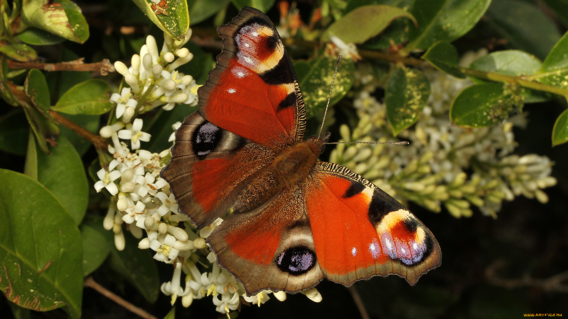 животные, бабочки, , мотыльки, , моли, бабочка