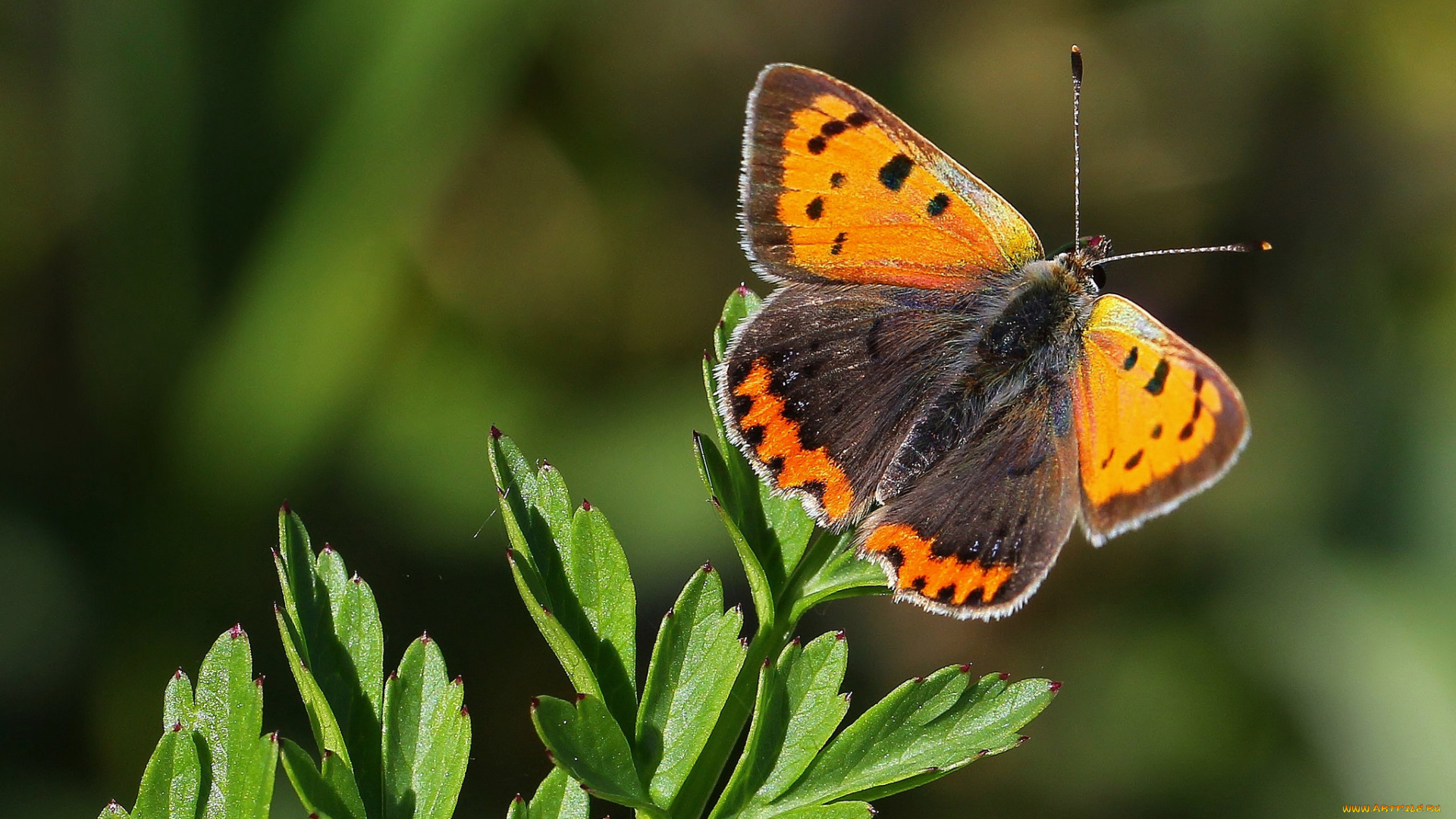 животные, бабочки, , мотыльки, , моли, бабочка