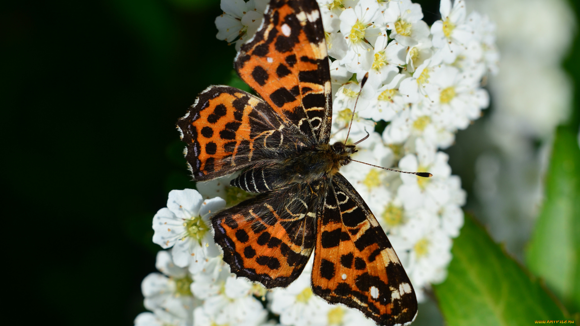 животные, бабочки, , мотыльки, , моли, бабочка