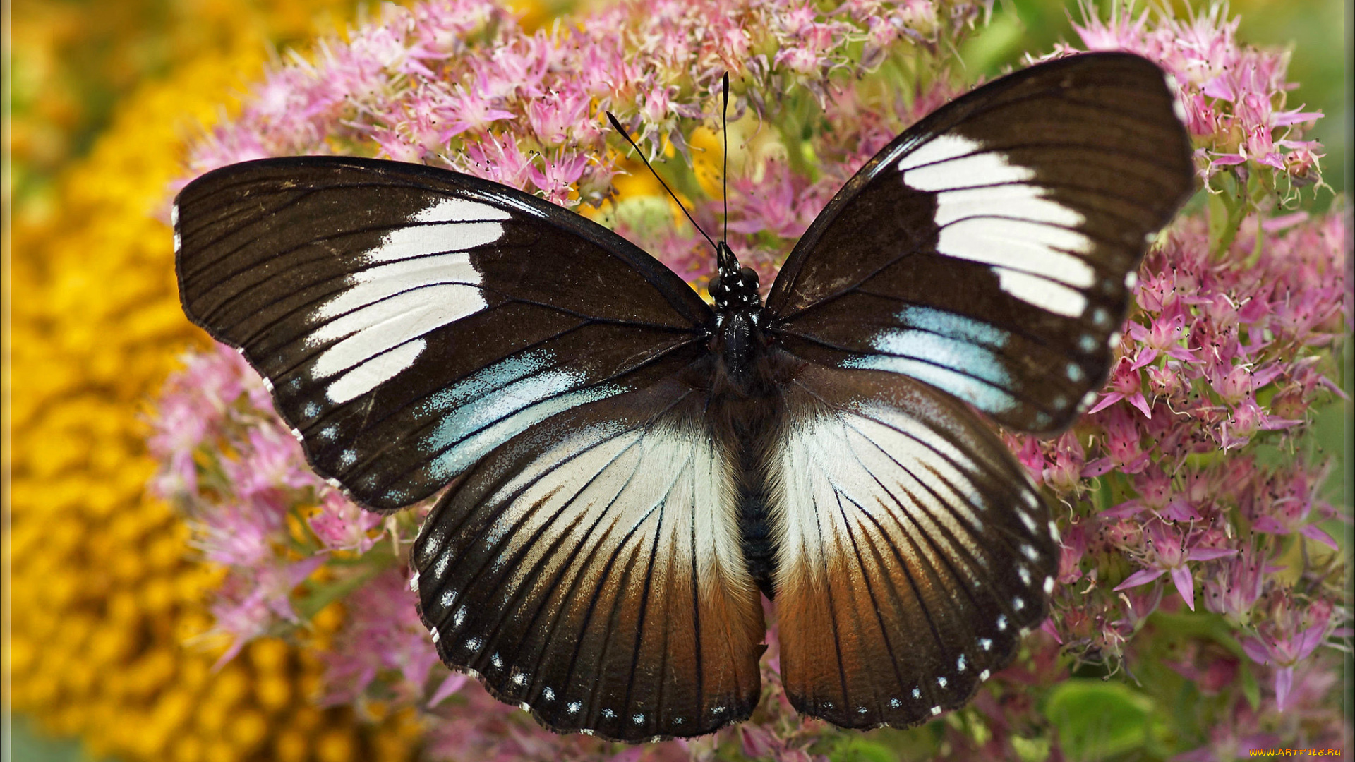 животные, бабочки, , мотыльки, , моли, бабочка