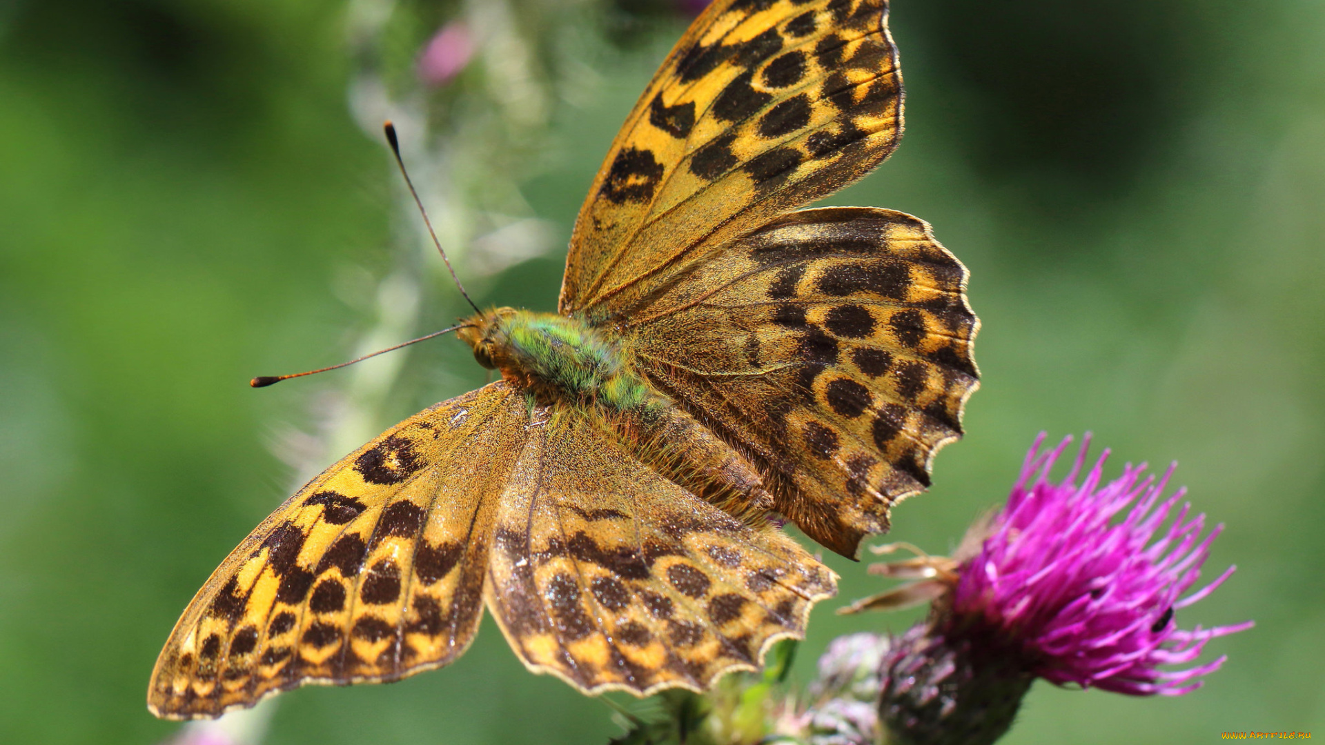 животные, бабочки, , мотыльки, , моли, бабочка