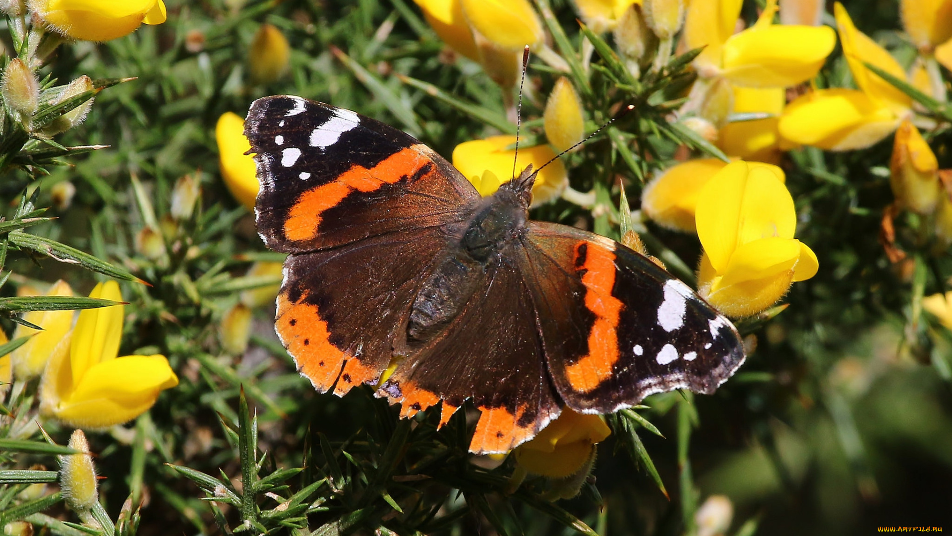 животные, бабочки, , мотыльки, , моли, бабочка