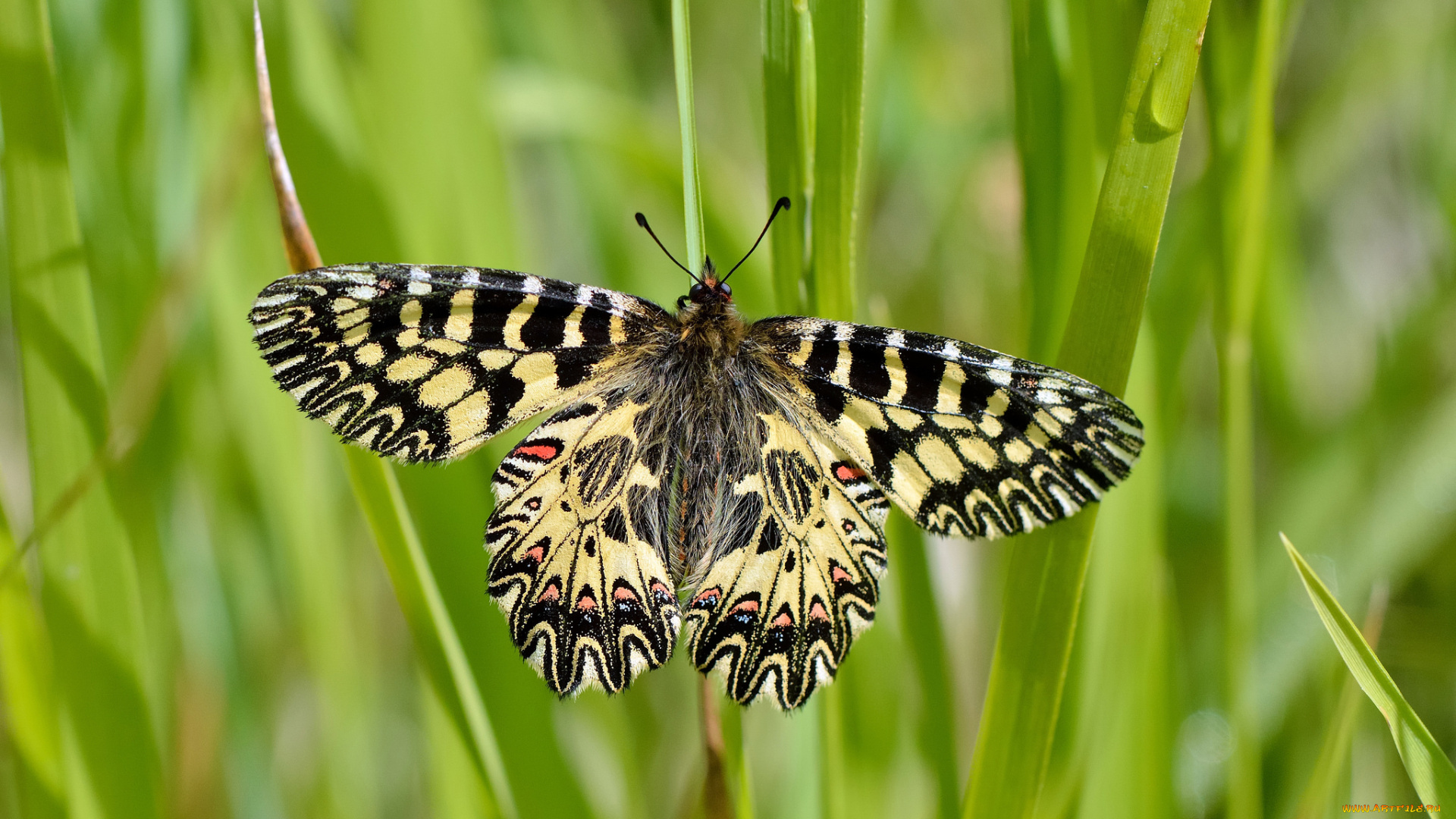 животные, бабочки, , мотыльки, , моли, бабочка