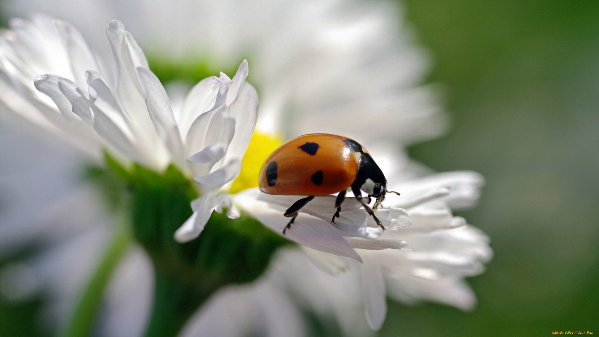 животные, божьи, коровки, божья, коровка, растения, июнь, насекомые, макро, красота, жуки, дача, природа, флора