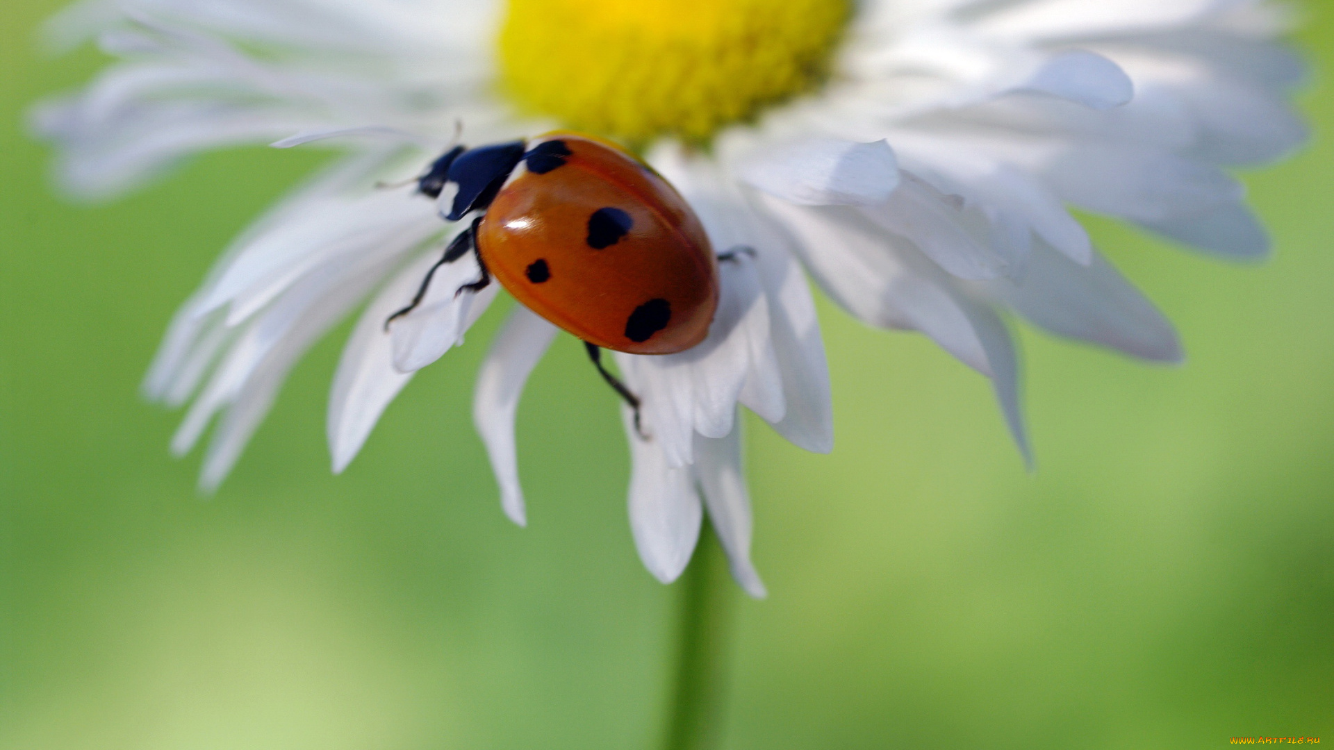 животные, божьи, коровки, дача, растения, красота, макро, насекомые, природа, июнь, жуки, божья, коровка, флора