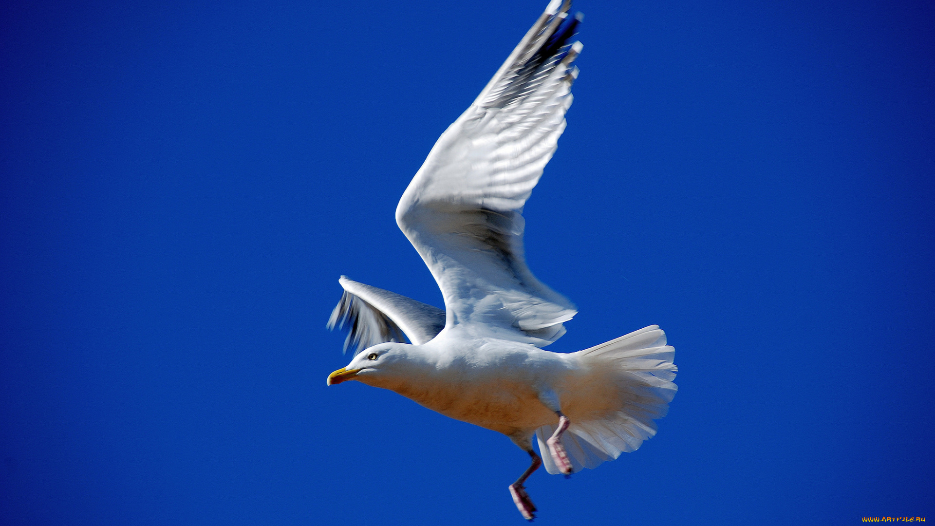 животные, Чайки, , бакланы, , крачки, птичка