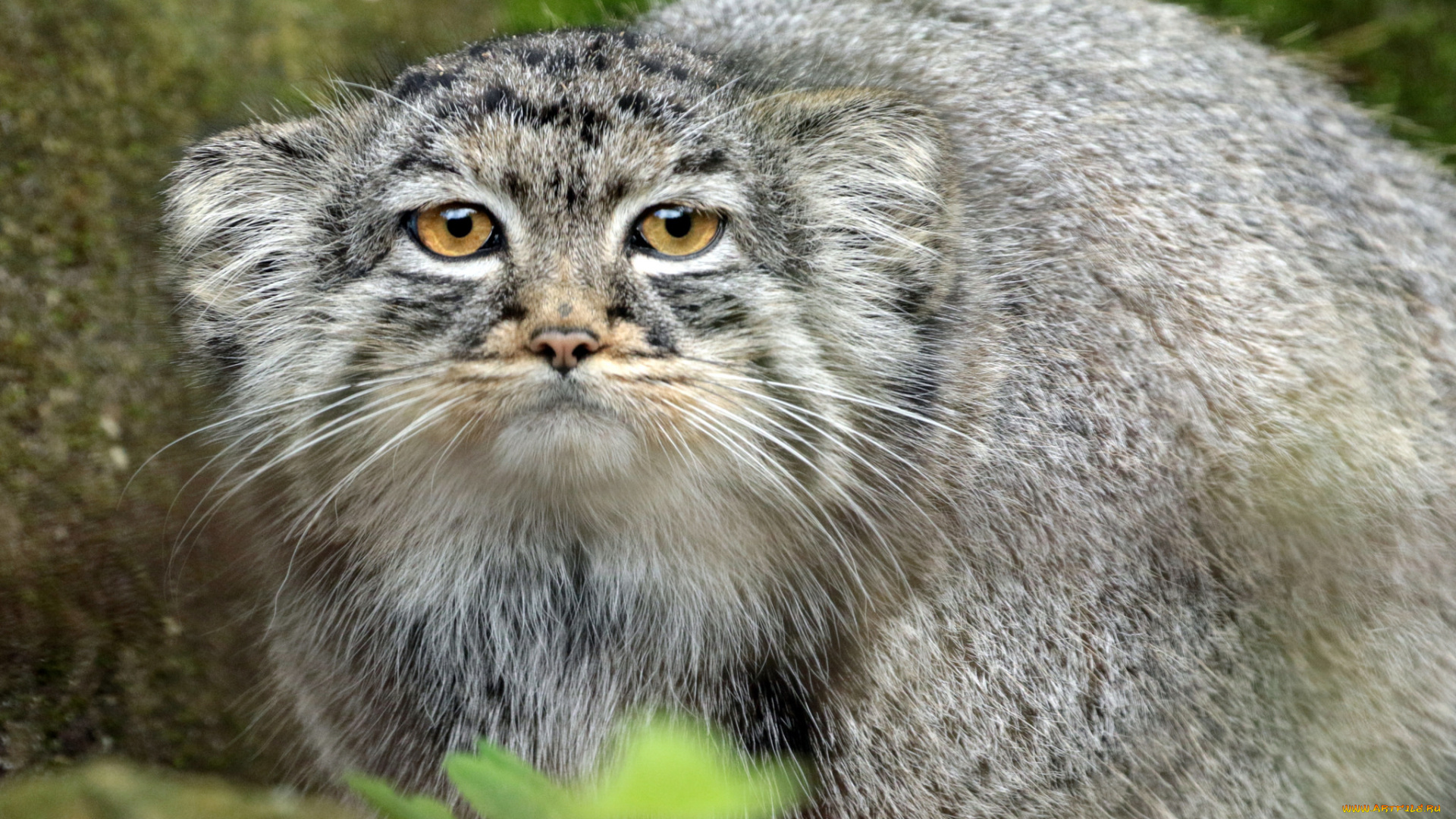 животные, дикие, кошки, животное, злой, дикий, кот, природа