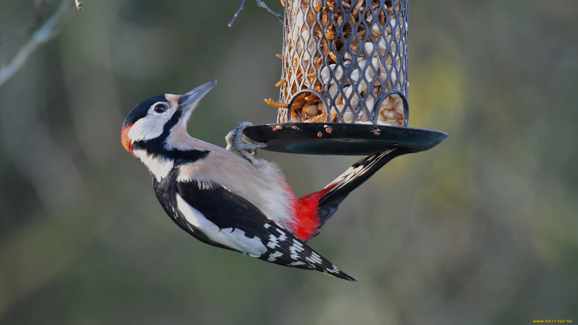 животные, дятлы, птичка